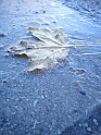 Picture 029